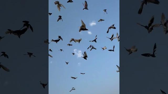 My sky my pigeons My sky my pigeons
