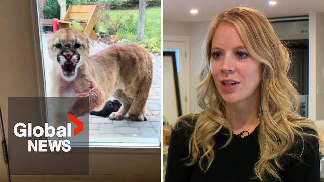 Cougar kills alberta family’s cat, returns to house hours later Cougar kills alberta family’s cat, returns to house hours later