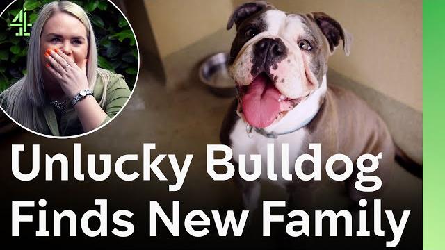 Unlucky bulldog waited so long to be rescued but the perfect family finally came | the dog house Unlucky bulldog waited so long to be rescued but the perfect family finally came | the dog house