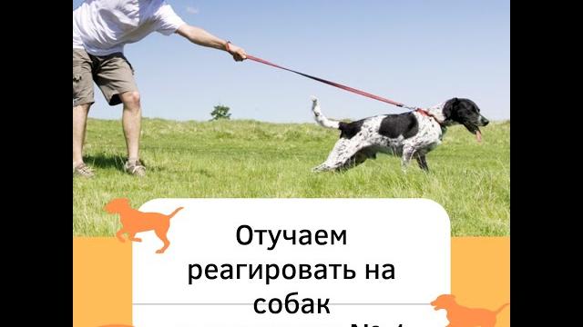 Как отучаем реагировать на собак? легкое упражнение для обучение не реагировать на собак Как отучаем реагировать на собак? легкое упражнение для обучение не реагировать на собак