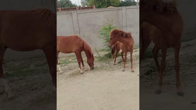 Horse hotses horse mating horse sex horse sex and animals horse breeding#facts#horsegirl #horsegirls Horse hotses horse mating horse sex horse sex and animals horse breeding#facts#horsegirl #horsegirls