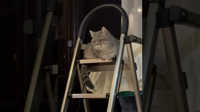 #cute #cat #cute #cat