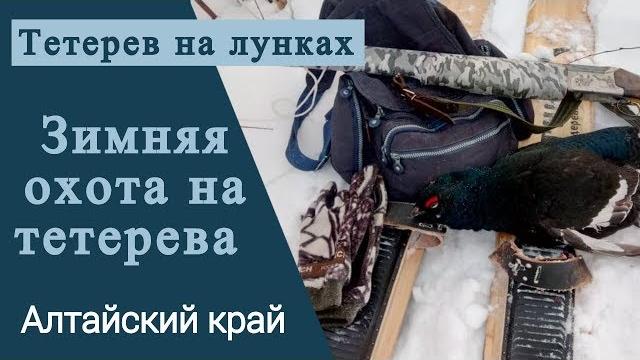 Зимняя охота на тетерева . тетерев на лунках Зимняя охота на тетерева . тетерев на лунках