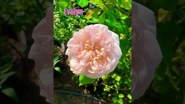 Evelyn rose #rose #garden #rosegarden Evelyn rose #rose #garden #rosegarden