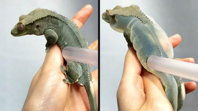 They overinflated a lizard They overinflated a lizard
