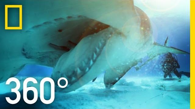 360° great hammerhead shark encounter | national geographic 360° great hammerhead shark encounter | national geographic