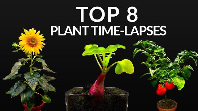 384 days in 8 minutes - top 8 plant growing time-lapses 384 days in 8 minutes - top 8 plant growing time-lapses