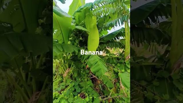 Banana #aadhya Banana #aadhya