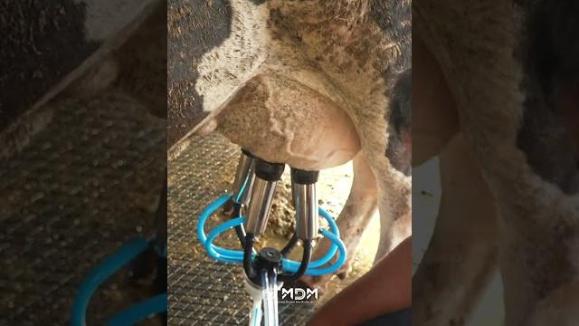5 reasons why mdm is the best milking machine 5 reasons why mdm is the best milking machine