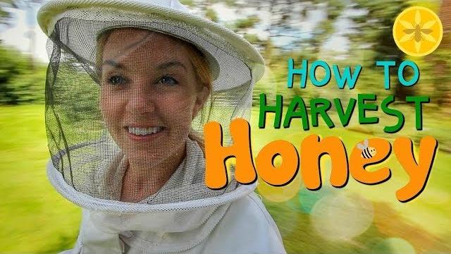 How to harvest honey! | beekeeping with maddie #12 How to harvest honey! | beekeeping with maddie #12