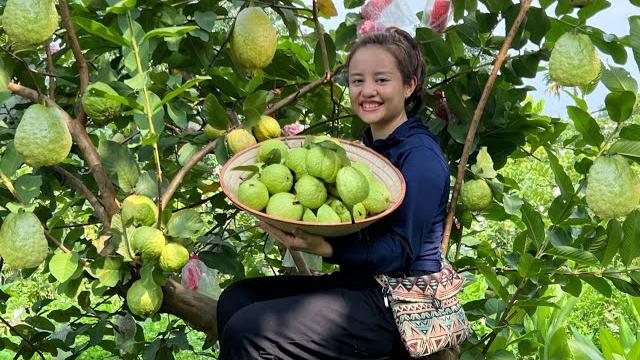 Harvest the orchards of guava, peaches and peanuts to go to the market to sell. garden Harvest the orchards of guava, peaches and peanuts to go to the market to sell. garden