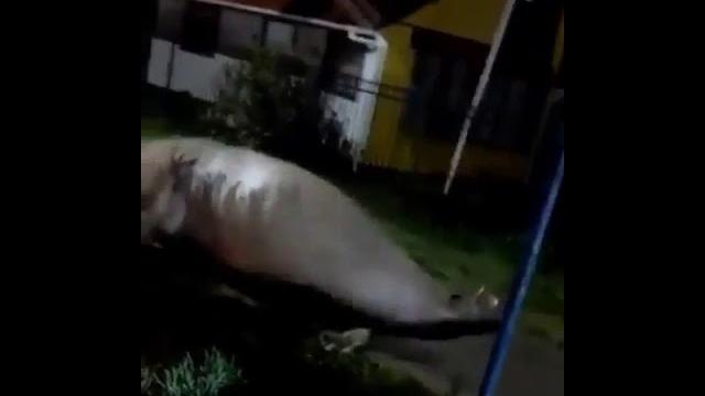 Dugong atau gajah laut berkeliaran di pesisir chili Dugong atau gajah laut berkeliaran di pesisir chili
