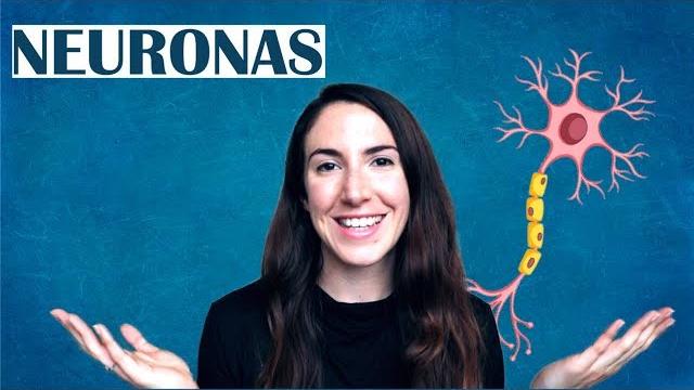 Qué son las neuronas - el diccionario del cerebro Qué son las neuronas - el diccionario del cerebro