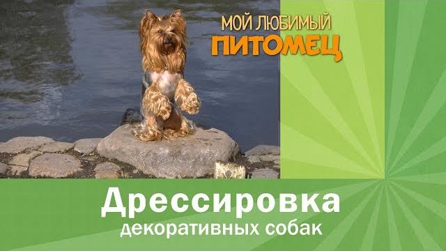 Дрессировка йорка. чему можно научить? Дрессировка йорка. чему можно научить?