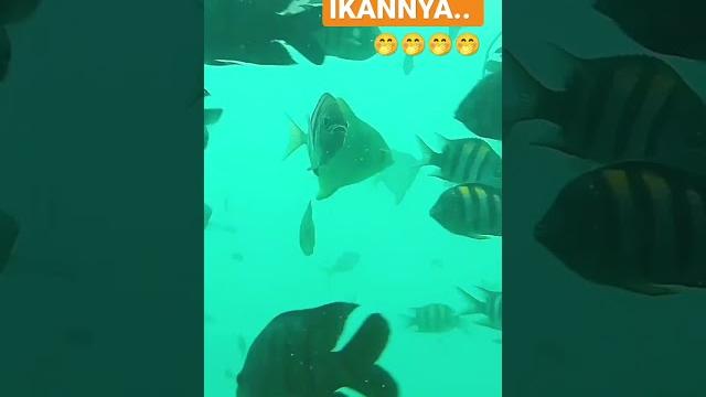 Maaak...banyak kali ikan nya #short Maaak...banyak kali ikan nya #short
