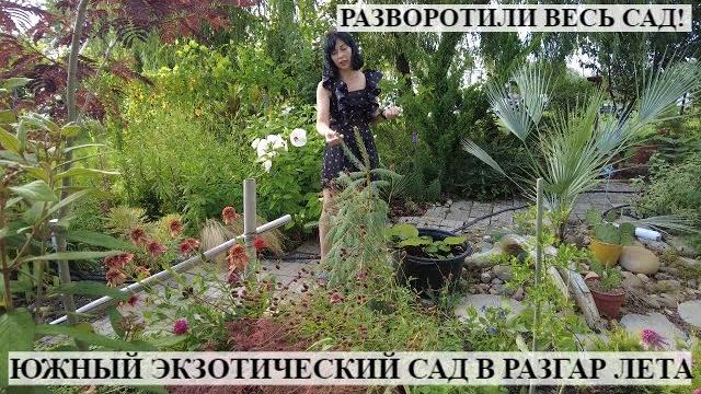 Южный экзотический сад в июле 2023 / разворотили весь сад / цветут лагерстремии и гибискусы Южный экзотический сад в июле 2023 / разворотили весь сад / цветут лагерстремии и гибискусы