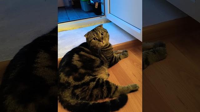 Кошке голову отрезать?#безкотаижизньнета Кошке голову отрезать?#безкотаижизньнета