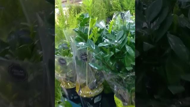 Mostrando as plantas no carrefour Mostrando as plantas no carrefour