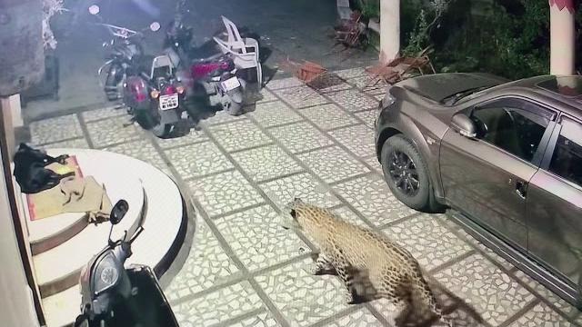 Tiger attack dog in house!(india) Tiger attack dog in house!(india)