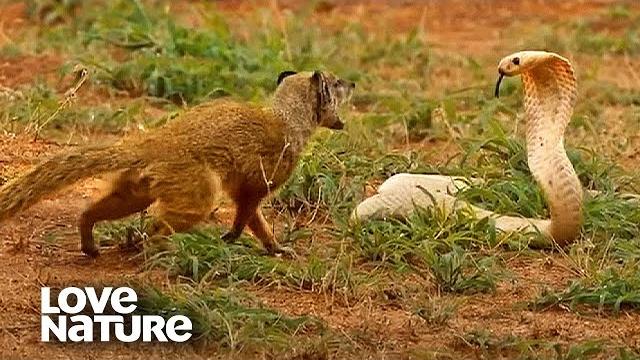 Cobra vs mongoose | love nature Cobra vs mongoose | love nature