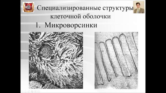 Лекция № 1. цитология. Лекция № 1. цитология.