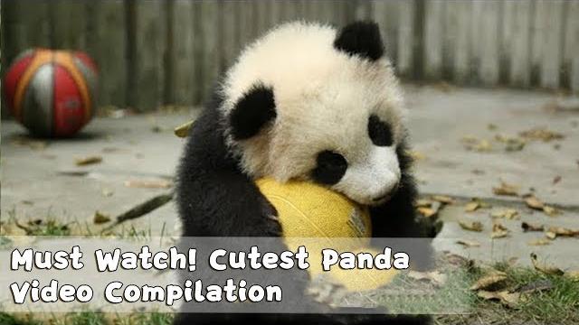 Must watch 1 ! cutest panda video compilation | ipanda Must watch 1 ! cutest panda video compilation | ipanda