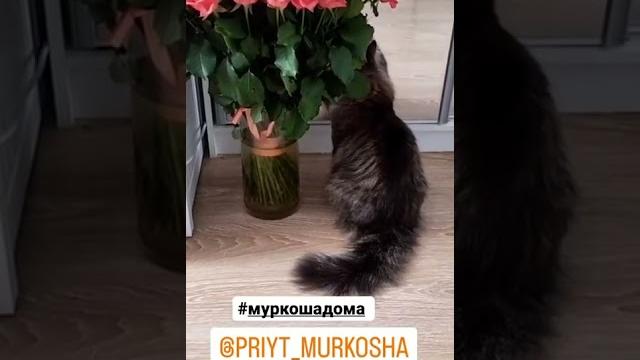 Лайм дома Лайм дома