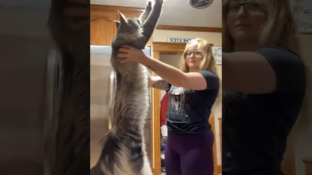Maine coon cat hugs Maine coon cat hugs