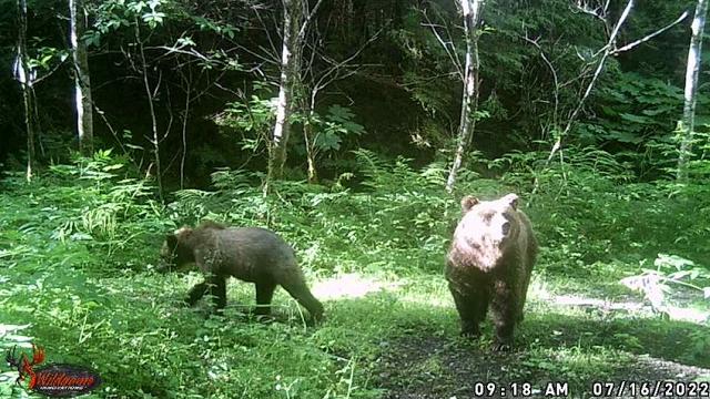 Grizzly and the three cubs Grizzly and the three cubs