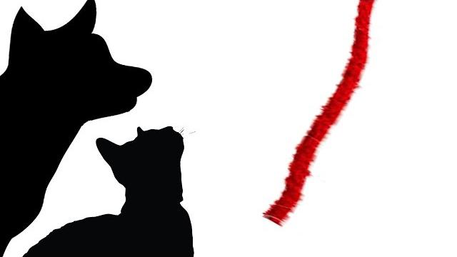 Cat games - string string thing (for cats only) Cat games - string string thing (for cats only)