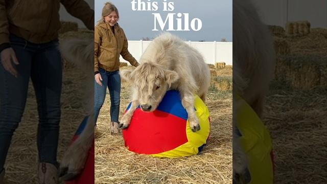 My cow has a funny life My cow has a funny life