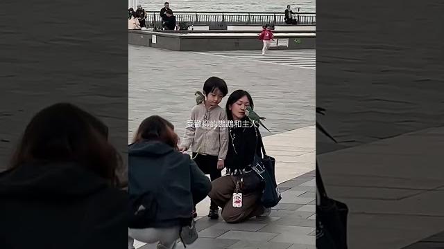 受歡迎的鸚鵡和主人正在公園散步#鸚鵡#parrot#散步 受歡迎的鸚鵡和主人正在公園散步#鸚鵡#parrot#散步