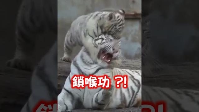 【老虎】白幼虎狂咬踩踏虎媽 媽滿臉無奈|動物|老虎|可愛|搞笑|親子 【老虎】白幼虎狂咬踩踏虎媽 媽滿臉無奈|動物|老虎|可愛|搞笑|親子