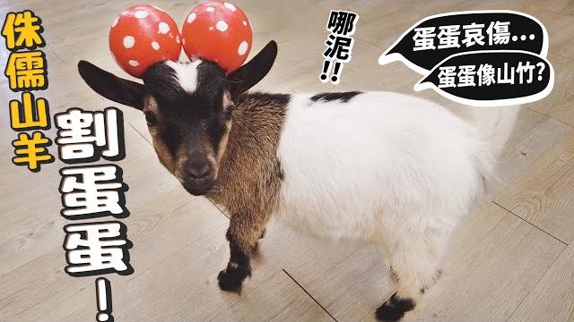 【從零開始養】侏儒山羊割蛋蛋!蛋蛋像山竹?獸醫到府結紮完整過程!德爺!【許伯簡芝】goat 【從零開始養】侏儒山羊割蛋蛋!蛋蛋像山竹?獸醫到府結紮完整過程!德爺!【許伯簡芝】goat