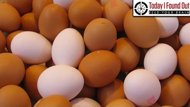 What's the difference between brown eggs and white eggs? What's the difference between brown eggs and white eggs?
