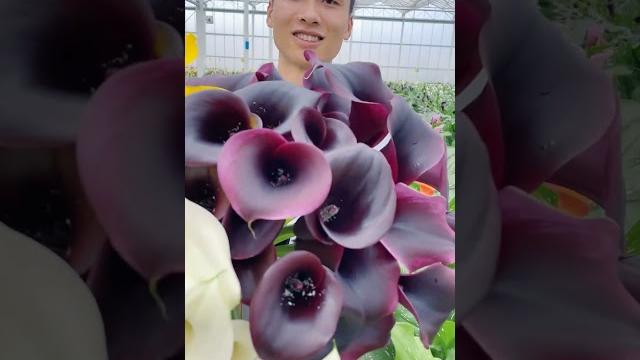 Beautiful elegant calla lily #satisfying #shot Beautiful elegant calla lily #satisfying #shot
