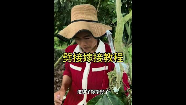 劈接嫁接教程#嫁接技术 #新农人计划2025 #dou来广东百千万 #青dou计划 劈接嫁接教程#嫁接技术 #新农人计划2025 #dou来广东百千万 #青dou计划