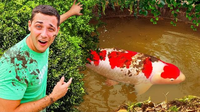 I found a pond with million dollar koi fish!! I found a pond with million dollar koi fish!!