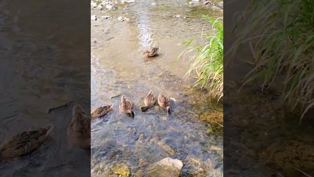 Go to see in the afternoon, male ducks aren't here, aesoon family get their territory back ! Go to see in the afternoon, male ducks aren't here, aesoon family get their territory back !