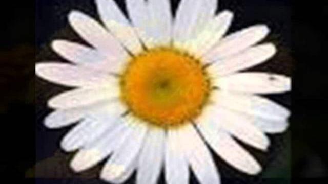 Kansas city daisy Kansas city daisy