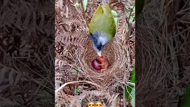 Baby parrot #parrot#baby#cute#animals|#shorts Baby parrot #parrot#baby#cute#animals|#shorts