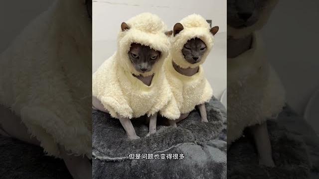 没想到狗子凭本事找到了自己的夏日礼物 没想到狗子凭本事找到了自己的夏日礼物