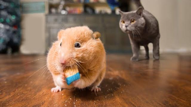Mouse hunt Mouse hunt