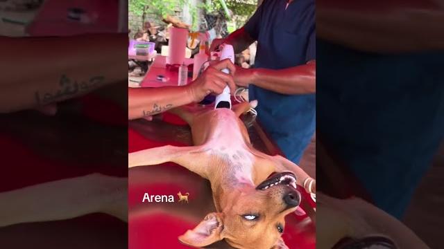 Pov: your dog just had tuli (totally overreacting) Pov: your dog just had tuli (totally overreacting)
