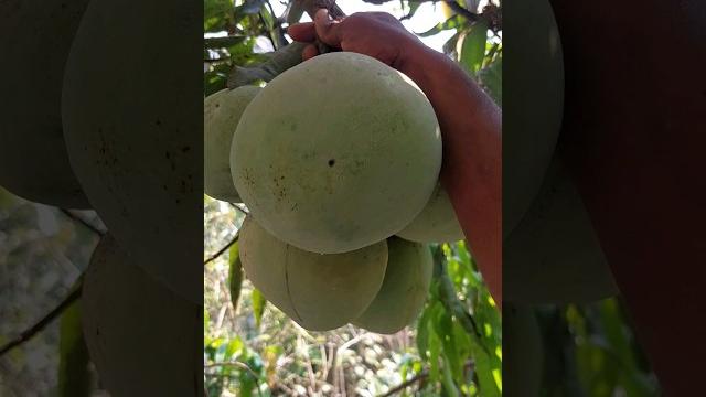 Big mango harvesting Big mango harvesting