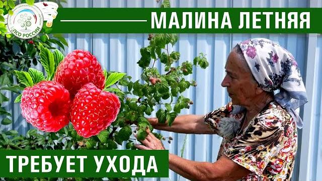 Уход за малиной летней. болезни и вредители малины. Уход за малиной летней. болезни и вредители малины.