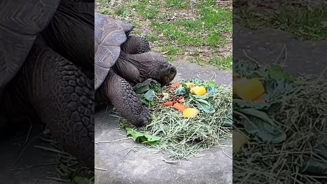Tortillas eating.что едят черепахи Tortillas eating.что едят черепахи