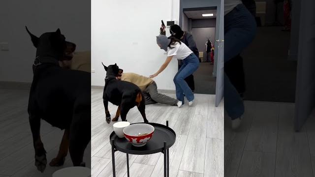️ #доберман #собака #топ #прикол #юмор #животные #собаки ️ #доберман #собака #топ #прикол #юмор #животные #собаки