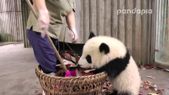 Panda cub and nanny’s “war" Panda cub and nanny’s “war"