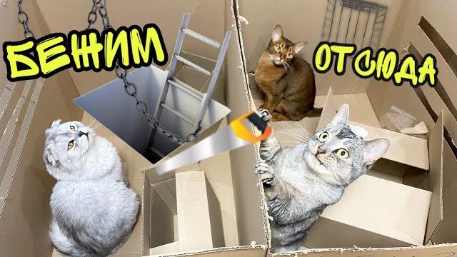Побег из картонной тюрьмы! смогут ли коты выбраться? Побег из картонной тюрьмы! смогут ли коты выбраться?